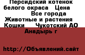 Персидский котенок белого окраса › Цена ­ 35 000 - Все города Животные и растения » Кошки   . Чукотский АО,Анадырь г.